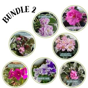 Vibrant African Violet Plant Bundle2